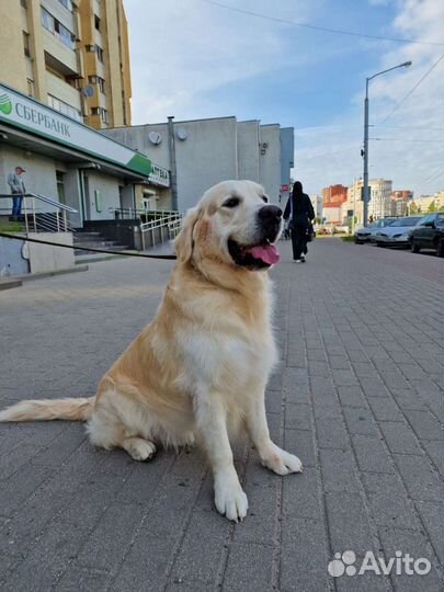 Вязка ретривер