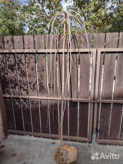 Штамб ива Хакуро Нишики и Пендула, Шалковица