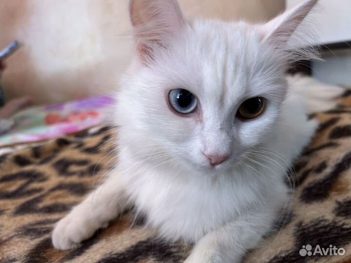 Белая кошка