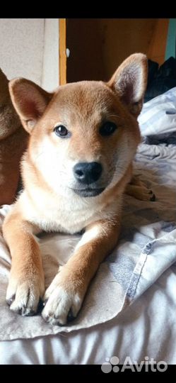 Щенки Сиба Ину