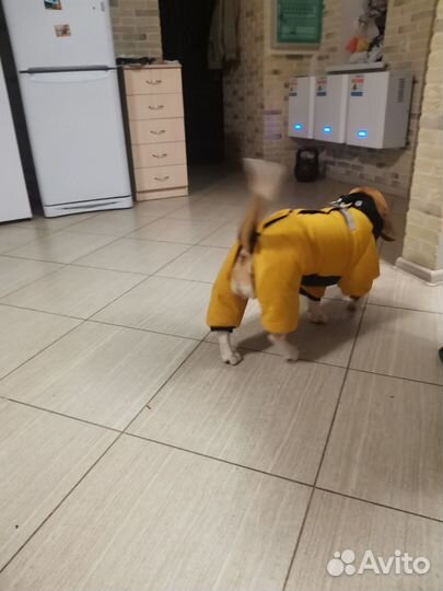 Одежда для средних собак