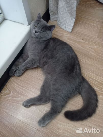 Британский кот