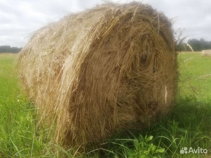 Сено в рулонах