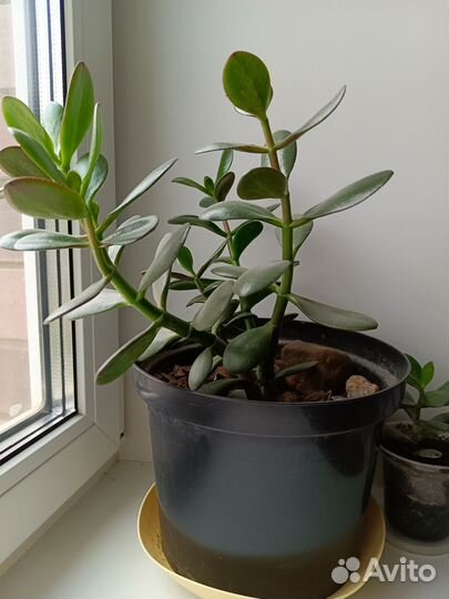 Денежное дерево (толстянка)