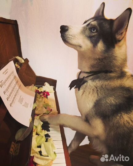 Репетитор по сольфеджио, гармонии и муз.литературе