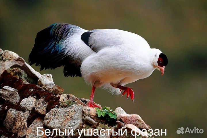 Белый ушастый фазан