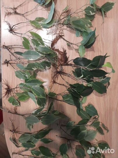 Фикус бенджамина