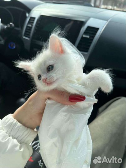 Турецкая ангора