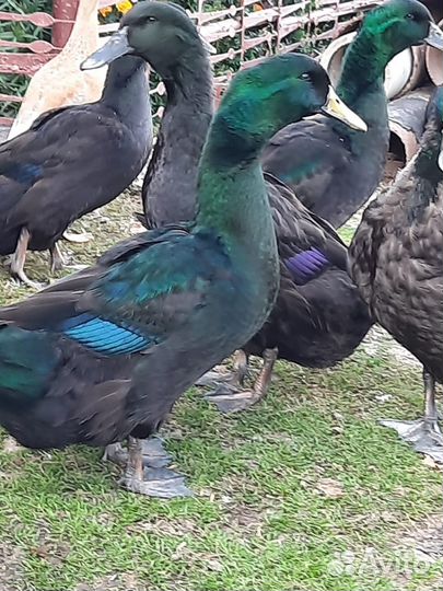 Уточки и гуси