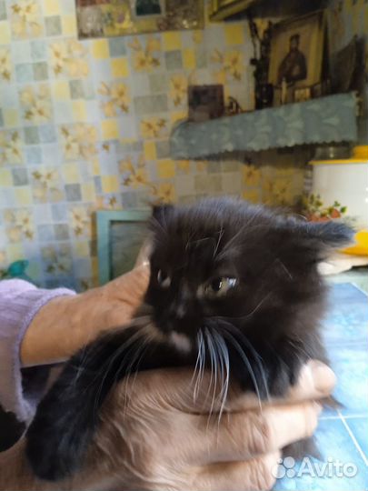 Кошка в дар