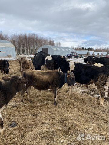 Разнорабочий на ферму