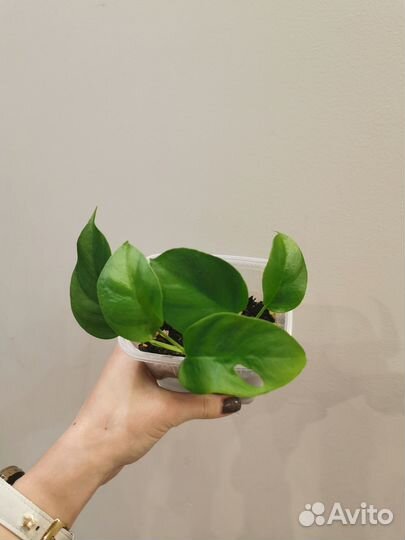 Монстера рафидофора (срез)