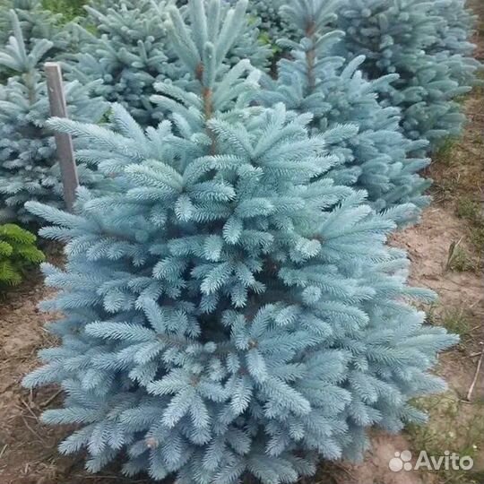 Ель Глаука Маджестик Блю