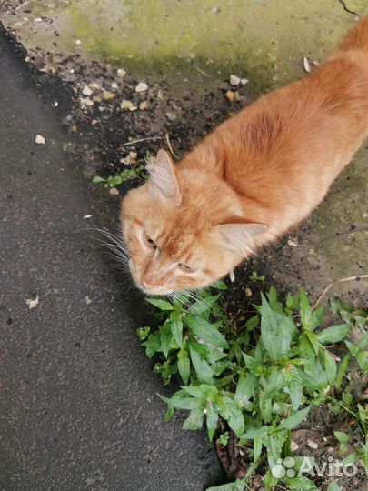 Котики бесплатно в добрые руки