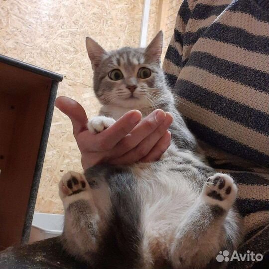 Милая кошечка Гита ищет родителей