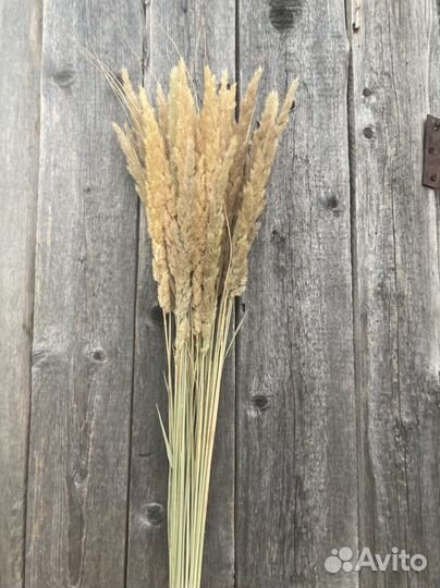 Вейник, фалярис