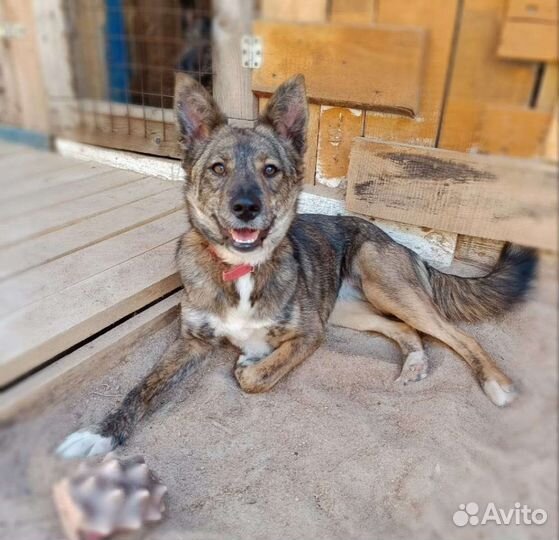 Собака в добрые руки отдам бесплатно