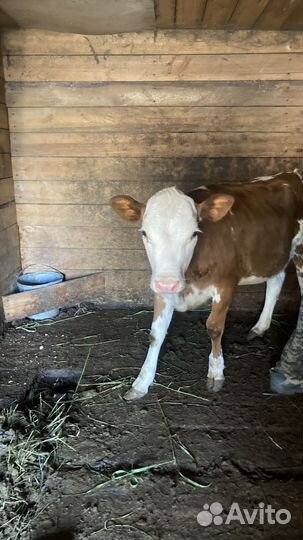 Телята телочки