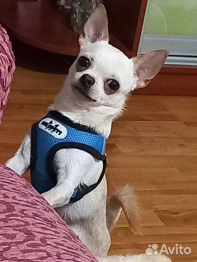 Вязка чихуахуа