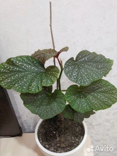 Бегония крылья ангела