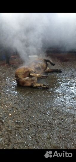 Мясо домашней свинины