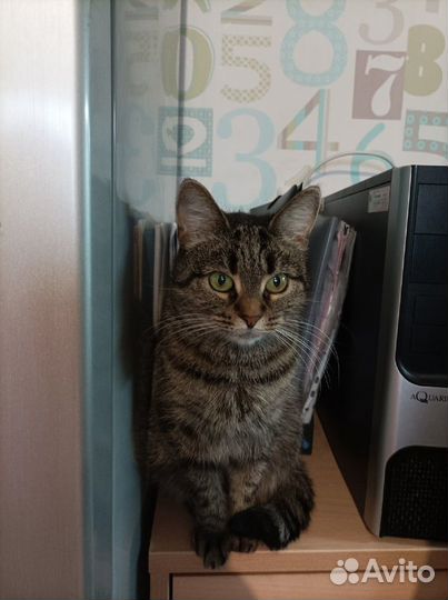 Нежная кошка со стервозным характером Моня. В дар