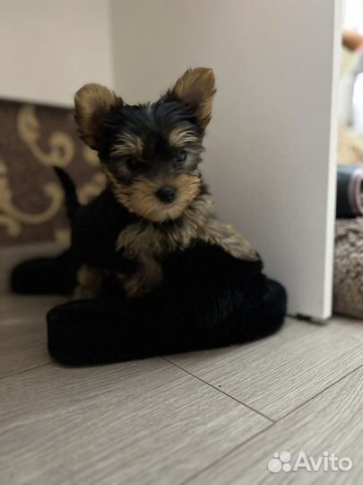 Йоркширский терьер