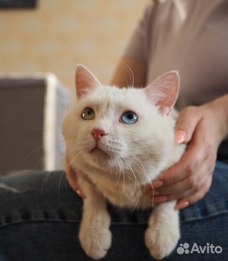 Брошенный разноглазый котик ищет дом