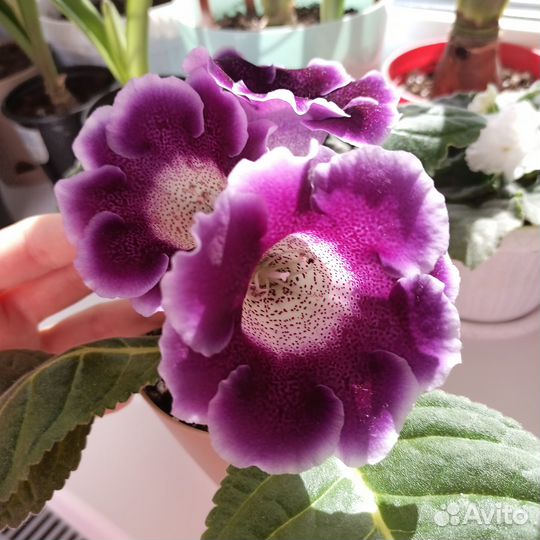 Комнатные цветы