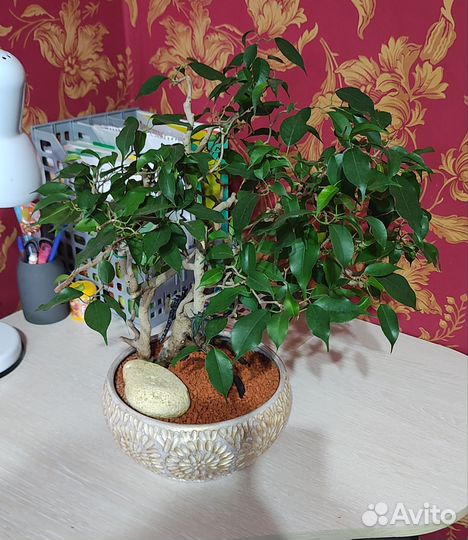 Фикус Вианди