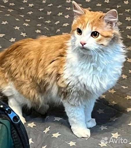 Молоденький, воспитанный, ласковый котик в дар