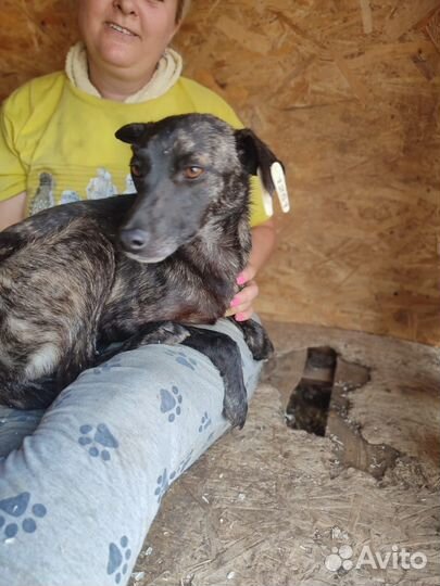 Маленькая собака в дар