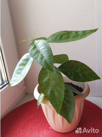 Ruellia solitaria Vell. (редкий вид)