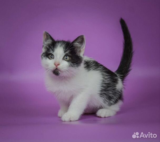 Чёрно-белый котёнок Митрофан (3 мес)