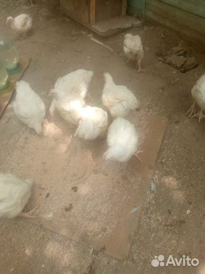 Цыплята бройлеры и несушки