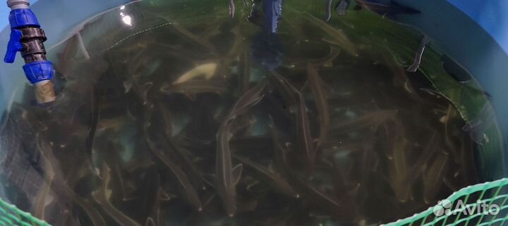 Комплект оборудования для выращивания рыбы