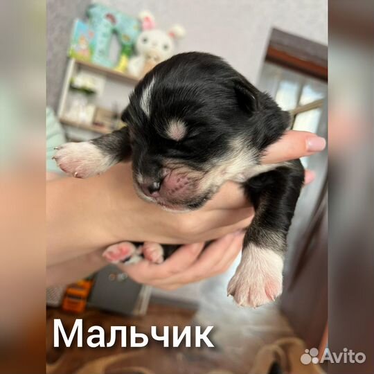 Слепые щенки