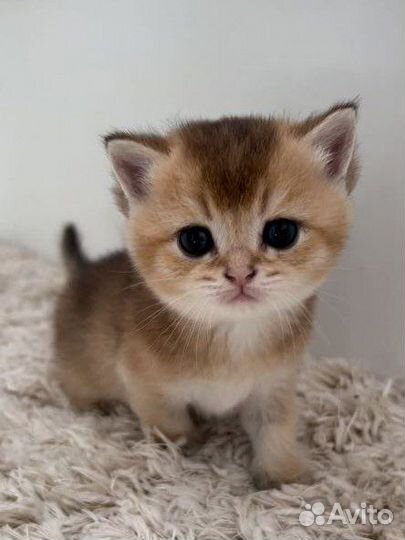 Котята золотая шиншилла
