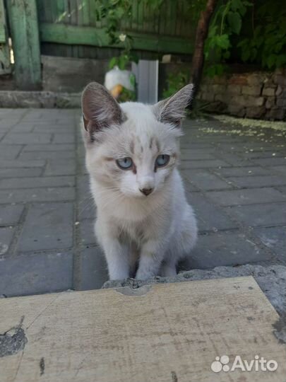 Кошка в дар бесплатно