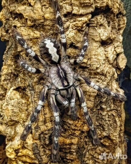 Пауки-Птицееды