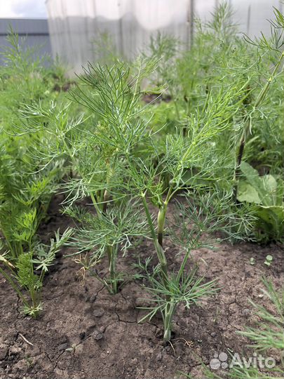 Укроп свежий