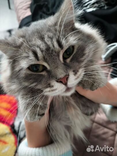 Кошечка в добрые руки