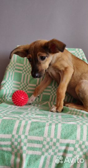 Щенок в добрые руки