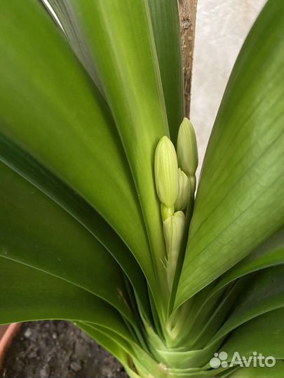 Кливия (Амариллис)