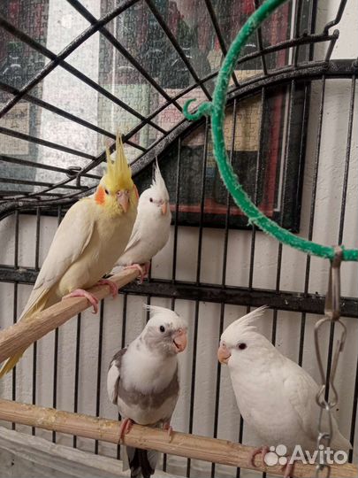 Корелла/птенцы