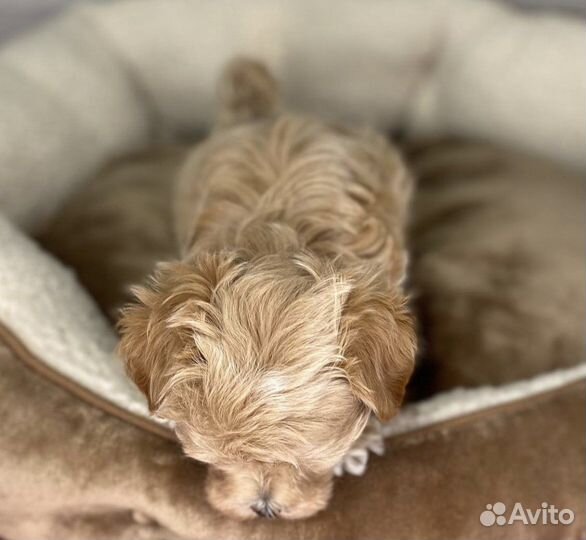 Мальтипу кукольные мишки