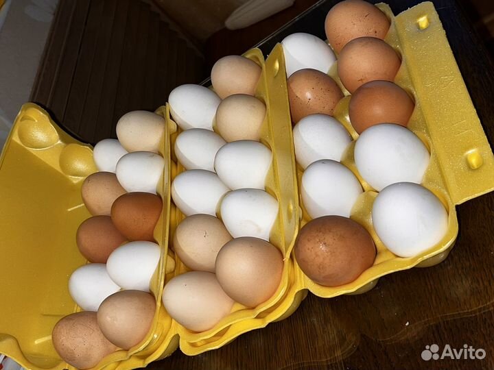 Домашние куриные яйца