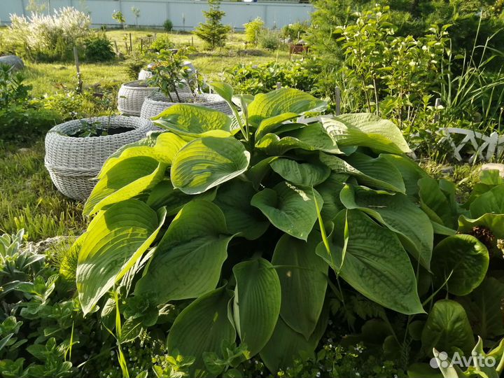 Хоста растение