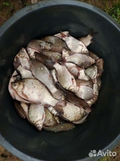 Свежая рыба