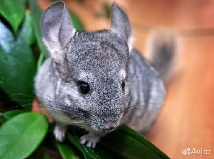 Серебристая шиншилла